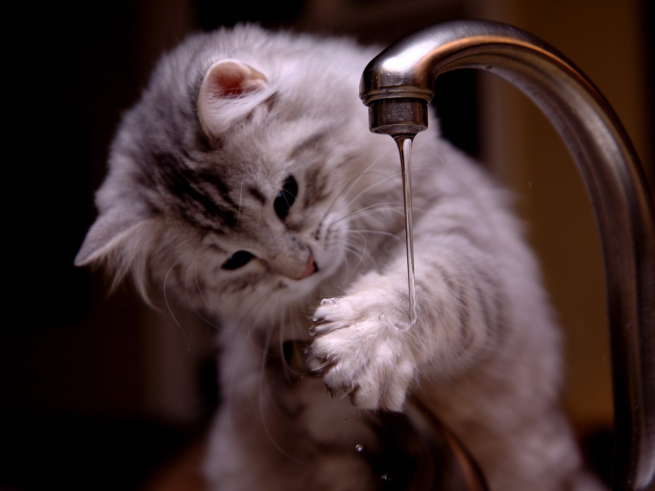 Peut-on avoir confiance dans l’eau du robinet ?